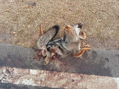 Lycalopex gymnocercus