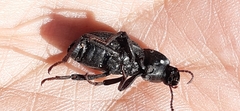 Nycterinus