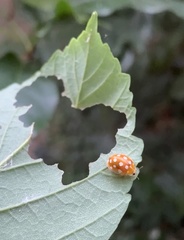 Halyzia sedecimguttata