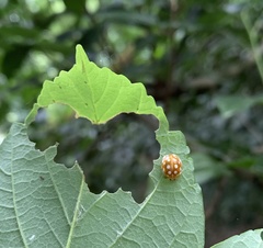 Halyzia sedecimguttata