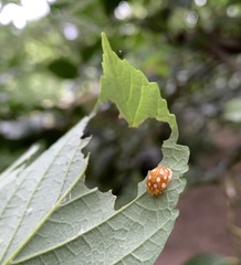 Halyzia sedecimguttata