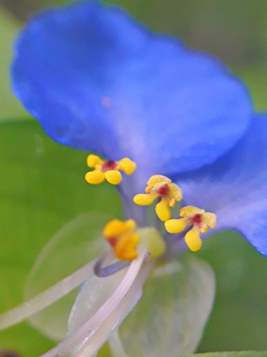 Commelina communis