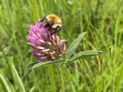 Bombus humilis