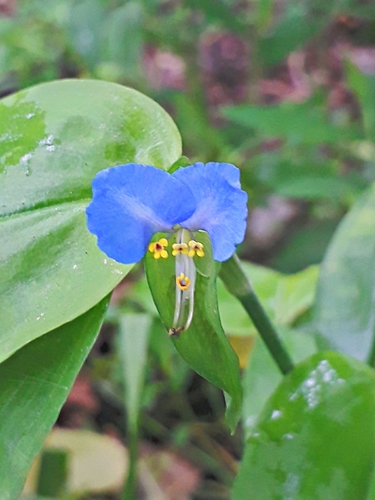 Commelina communis