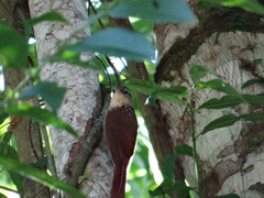 Xiphorhynchus fuscus