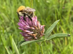 Bombus humilis