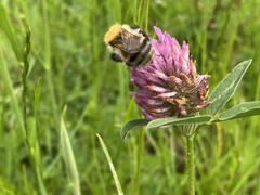 Bombus humilis