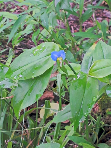 Commelina communis