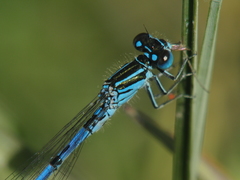 Coenagrion mercuriale