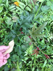 Rubus reflexus hui