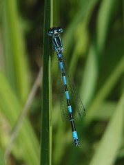 Coenagrion mercuriale