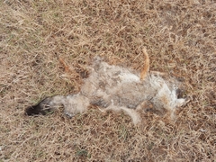 Lycalopex gymnocercus