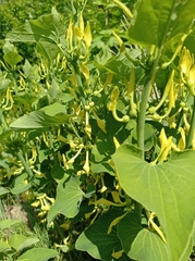 Aristolochia clematitis