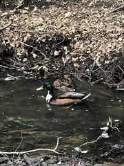 Anas platyrhynchos domesticus