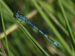Coenagrion mercuriale