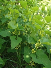 Aristolochia clematitis
