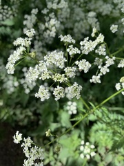 Anthriscus sylvestris