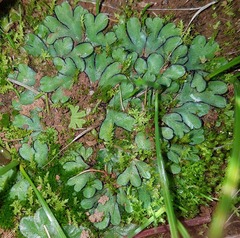 Riccia inflexa