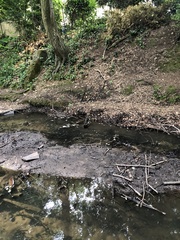 Anas platyrhynchos domesticus