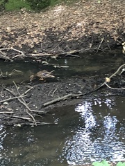 Anas platyrhynchos domesticus