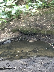 Anas platyrhynchos domesticus