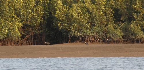 African Woolly-necked Stork