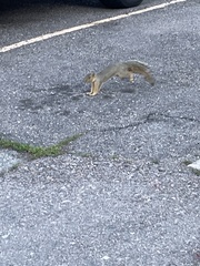 Sciurus niger