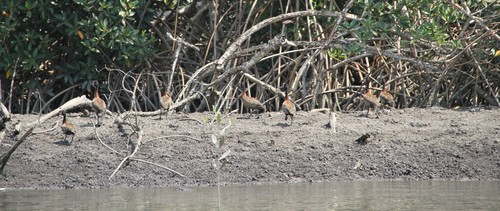 White-faced Whistling-Duck