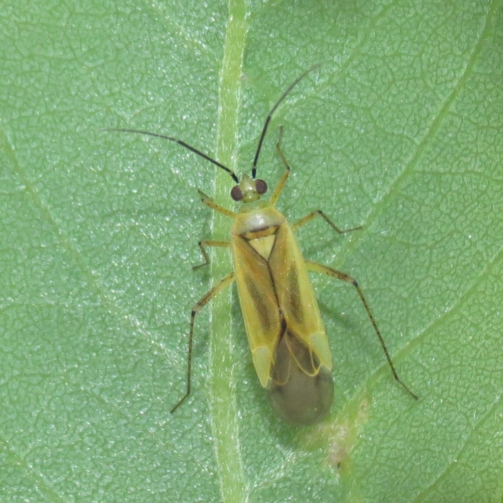Plagiognathus longipennis