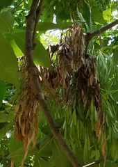 Fraxinus ornus