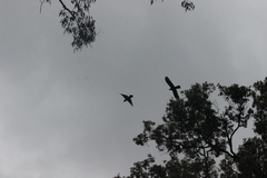 Zanda funerea funerea