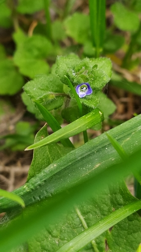 Image of Veronica opaca by no rights reserved