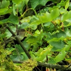 Phylloscopus collybita