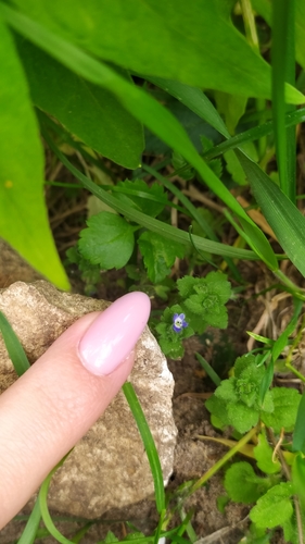 Image of Veronica opaca by no rights reserved