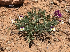 Viola hallii