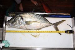 Pseudocaranx dentex