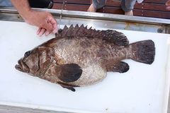 Epinephelus polyphekadion