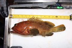 Epinephelus rivulatus