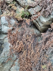 Asplenium cuneifolium