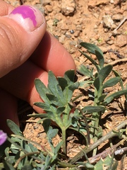 Viola hallii