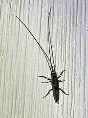 Hippopsis lemniscata