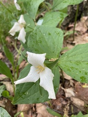 Trillium grandiflorum