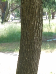Fraxinus ornus