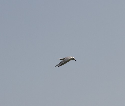 Gull-billed Tern
