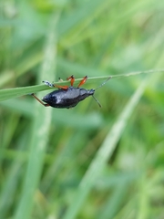 Chauliopleurus adipatus