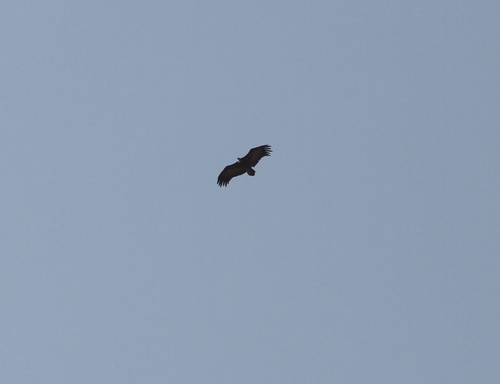 Hooded Vulture