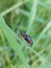 Chauliopleurus adipatus