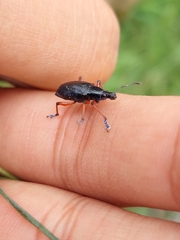 Chauliopleurus adipatus