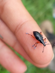 Chauliopleurus adipatus