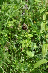 Ophrys fuciflora